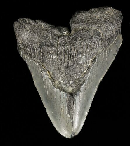 Partial, Megalodon Tooth - Georgia #61646